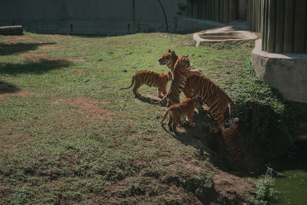 a couple of tigers walking across a lush green field