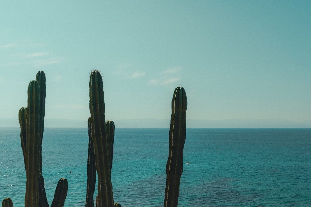 a group of cactus plants next to the ocean