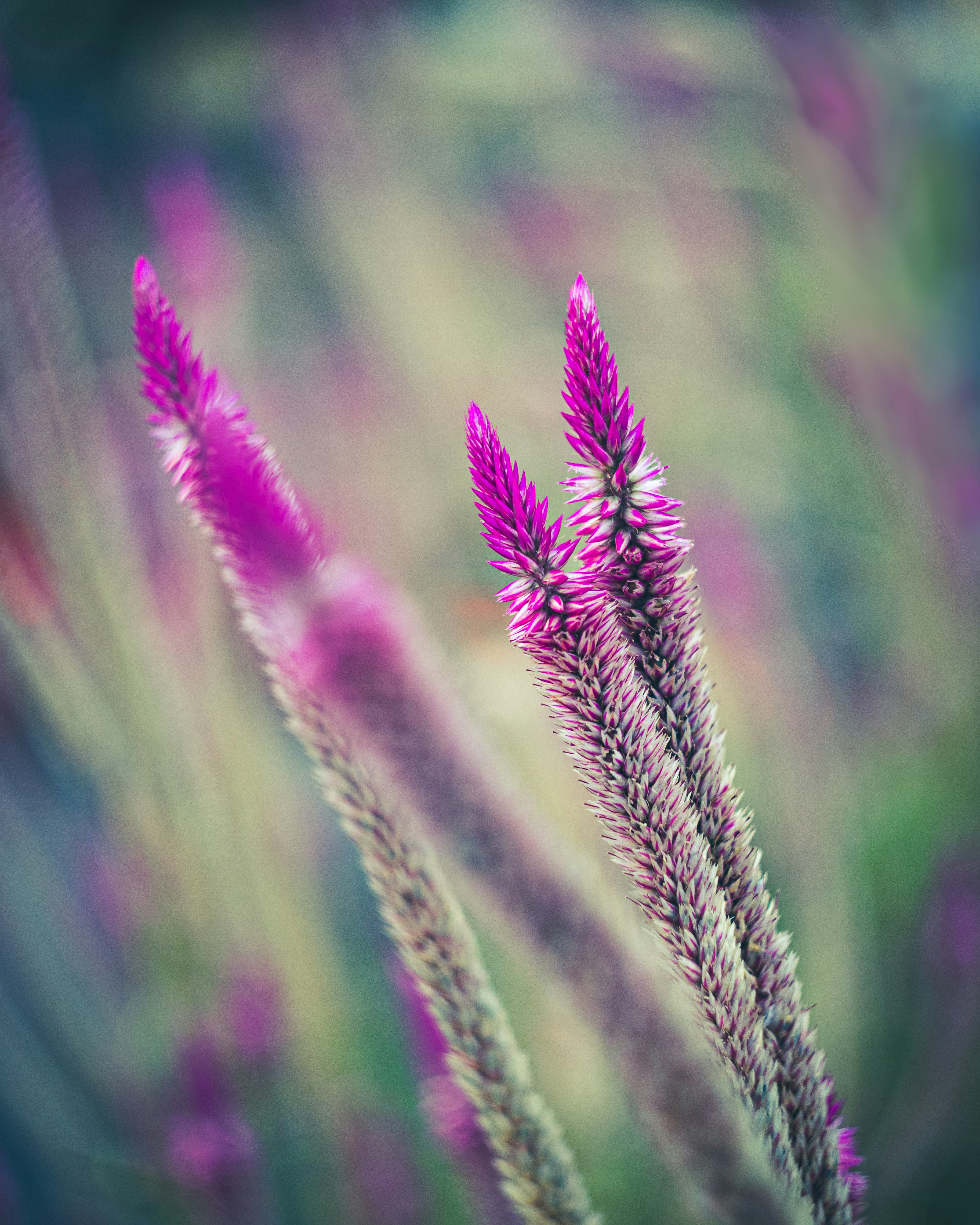 Photo by lucasdalamartaphoto