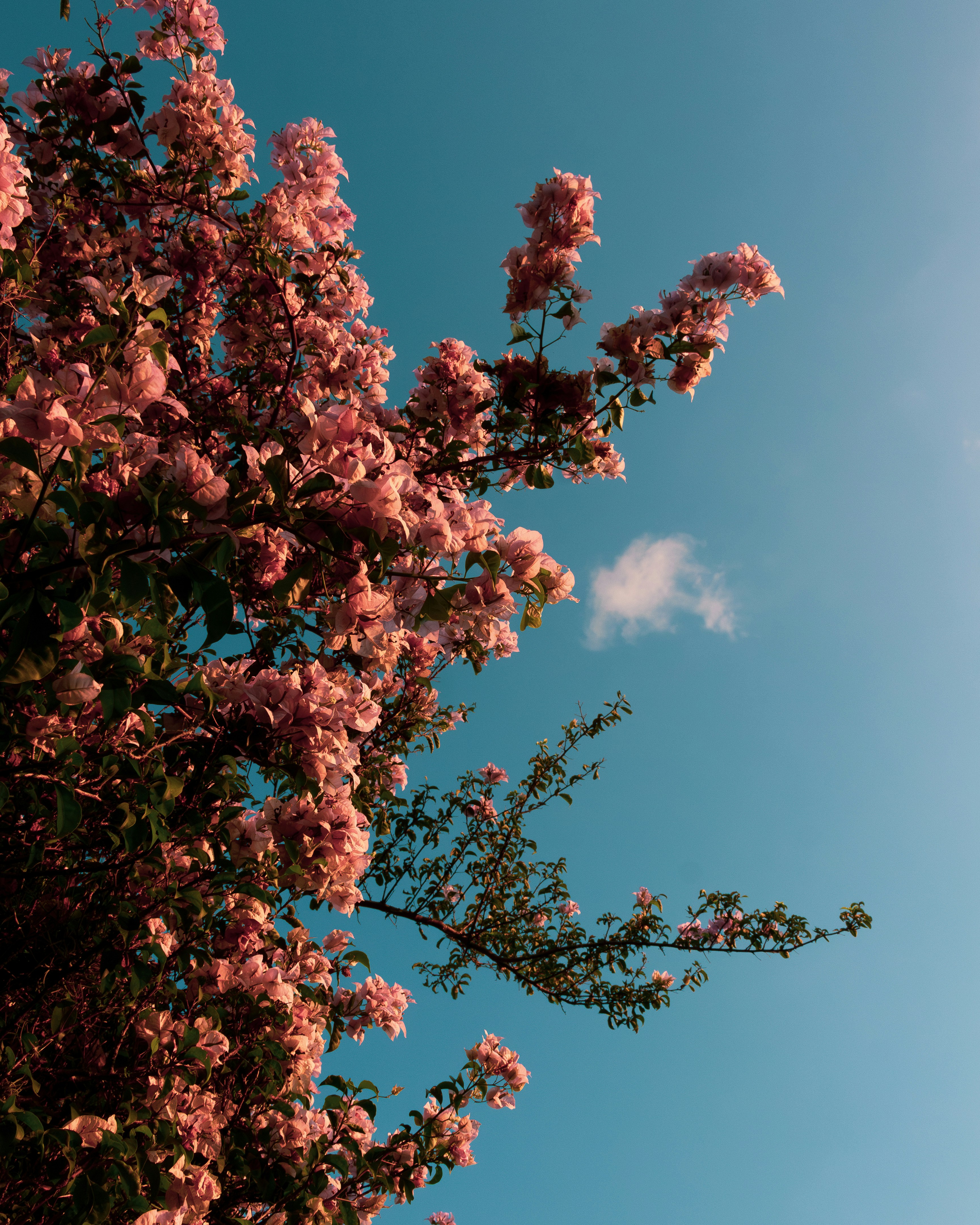 Photo by lucasdalamartaphoto