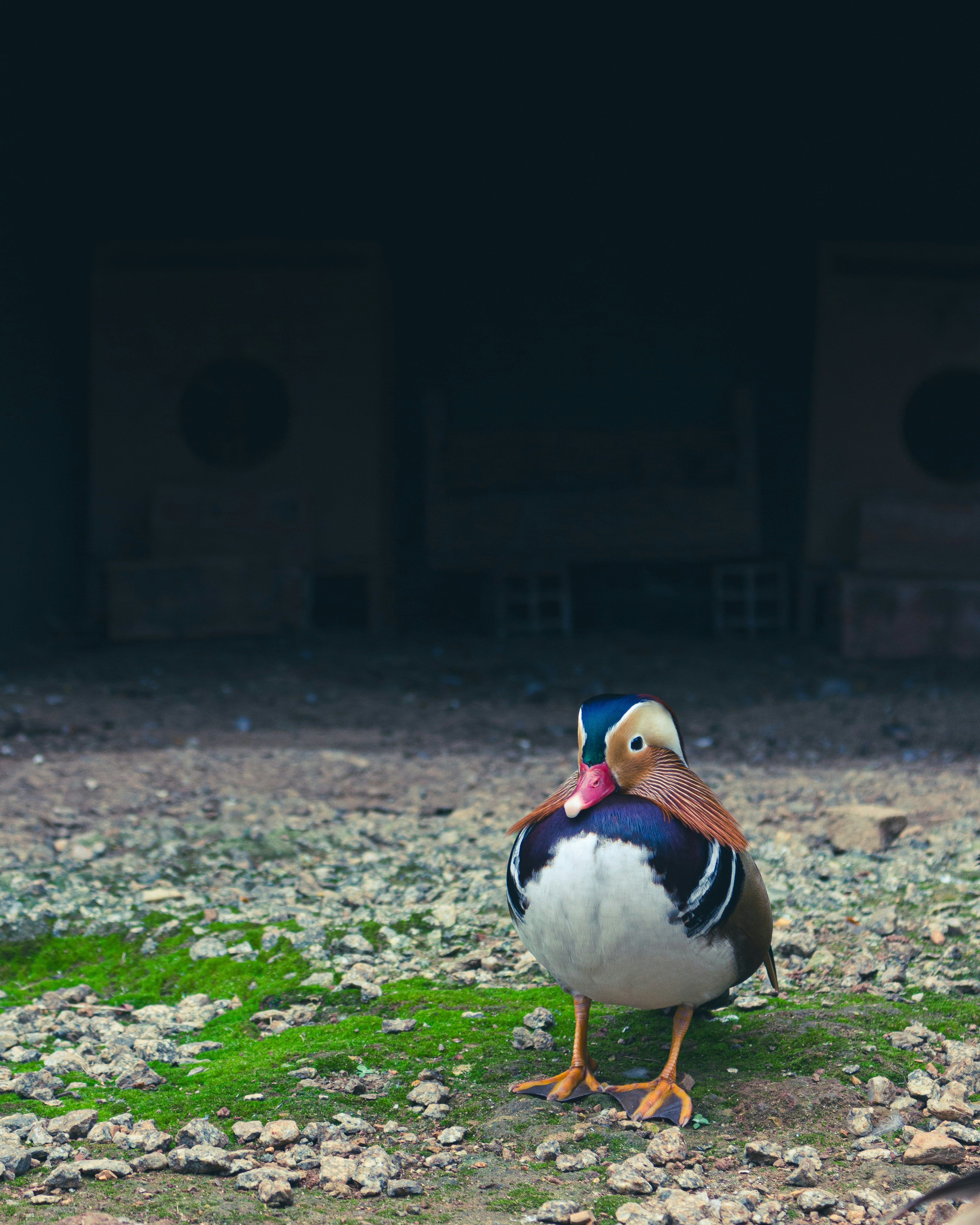 a duck standing on a patch of green grass