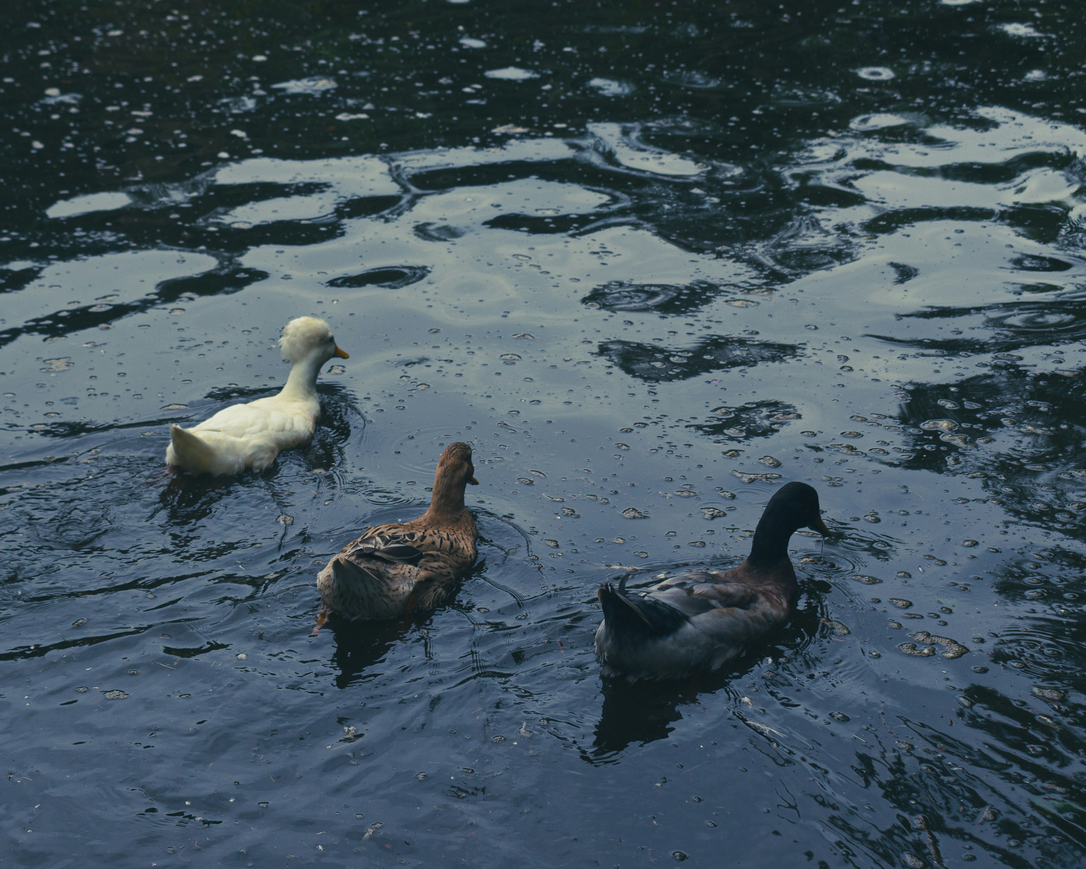 Photo by lucasdalamartaphoto