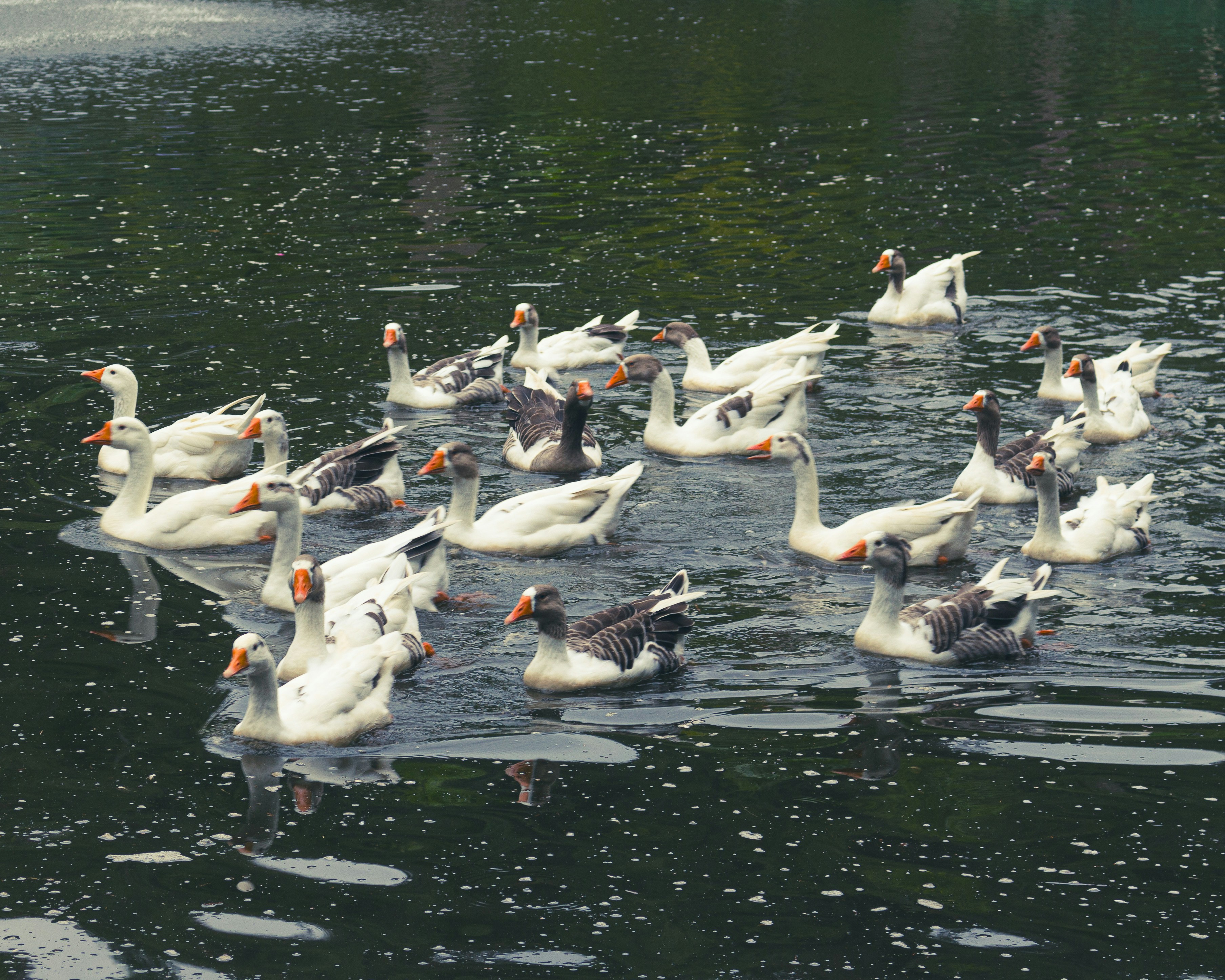 Photo by lucasdalamartaphoto