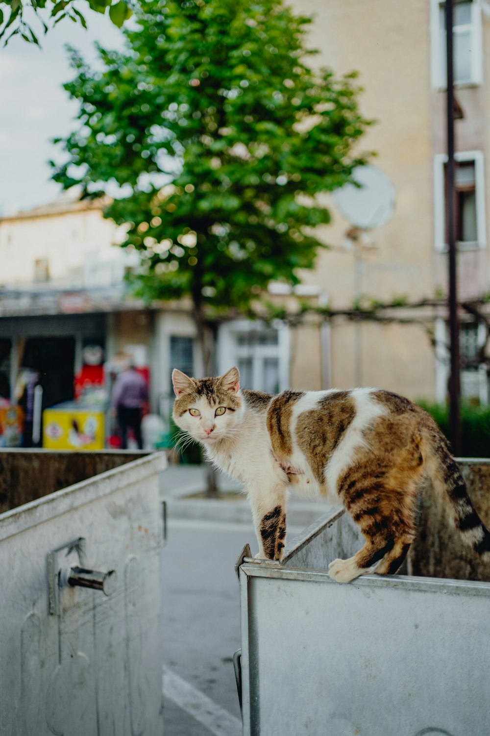 a cat standing on top of a metal container
