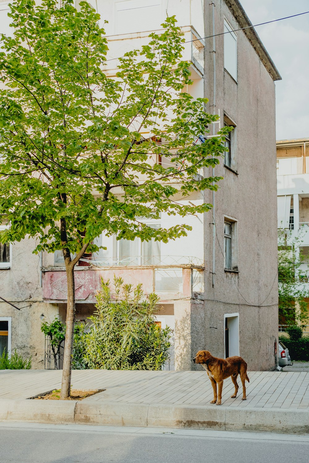a dog standing on a sidewalk next to a tree
