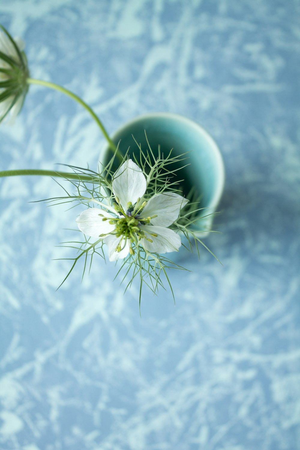 a white flower is in a blue vase