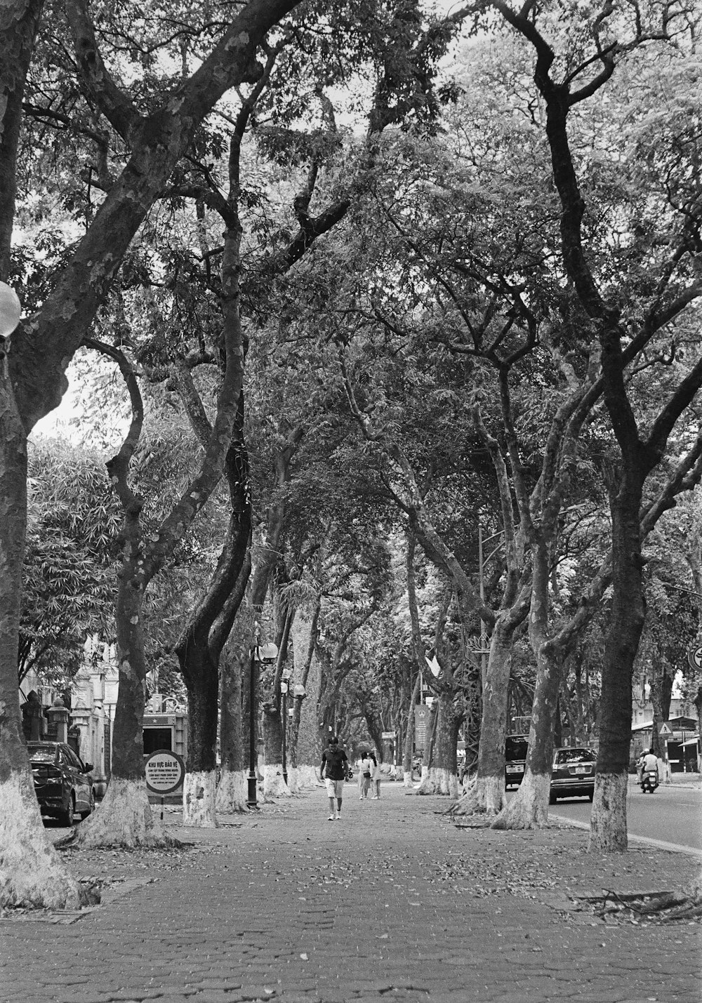 a black and white photo of people walking down a tree lined street