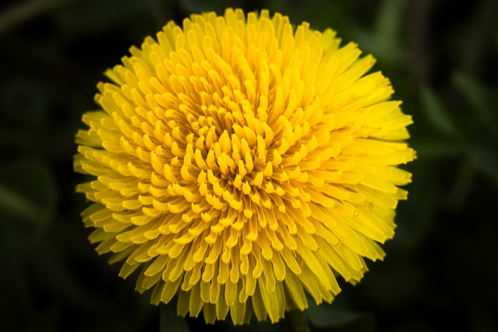 a close up of a yellow dandelion flower