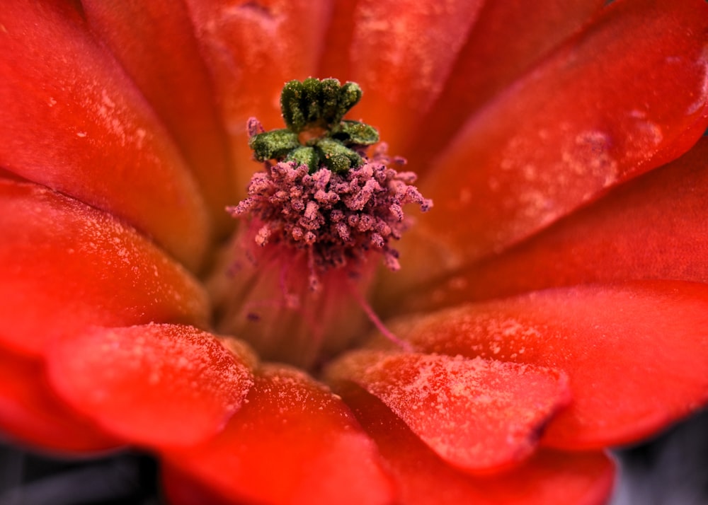 a close up of a red flower with drops of water on it