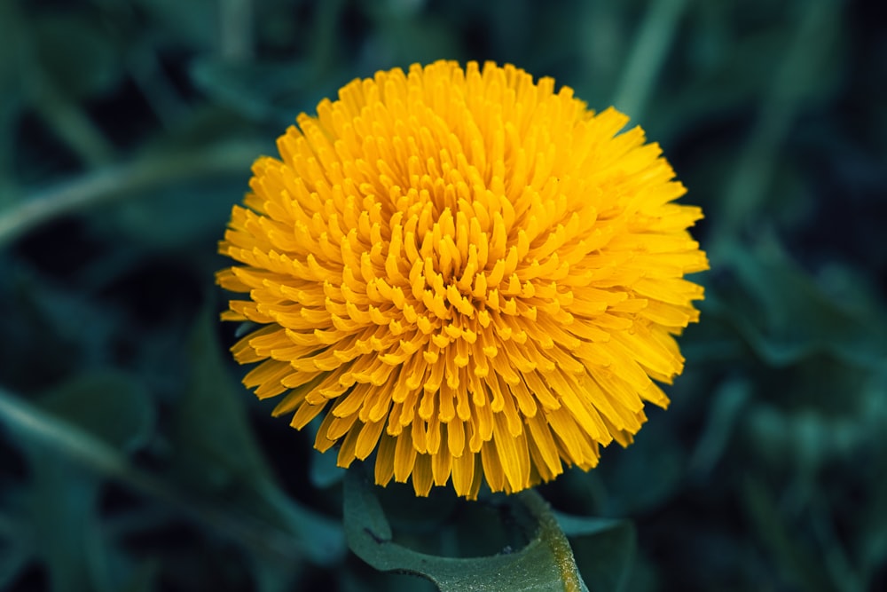 a close up of a yellow flower with green leaves