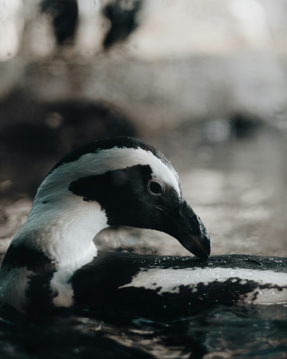 a black and white bird floating on top of a body of water