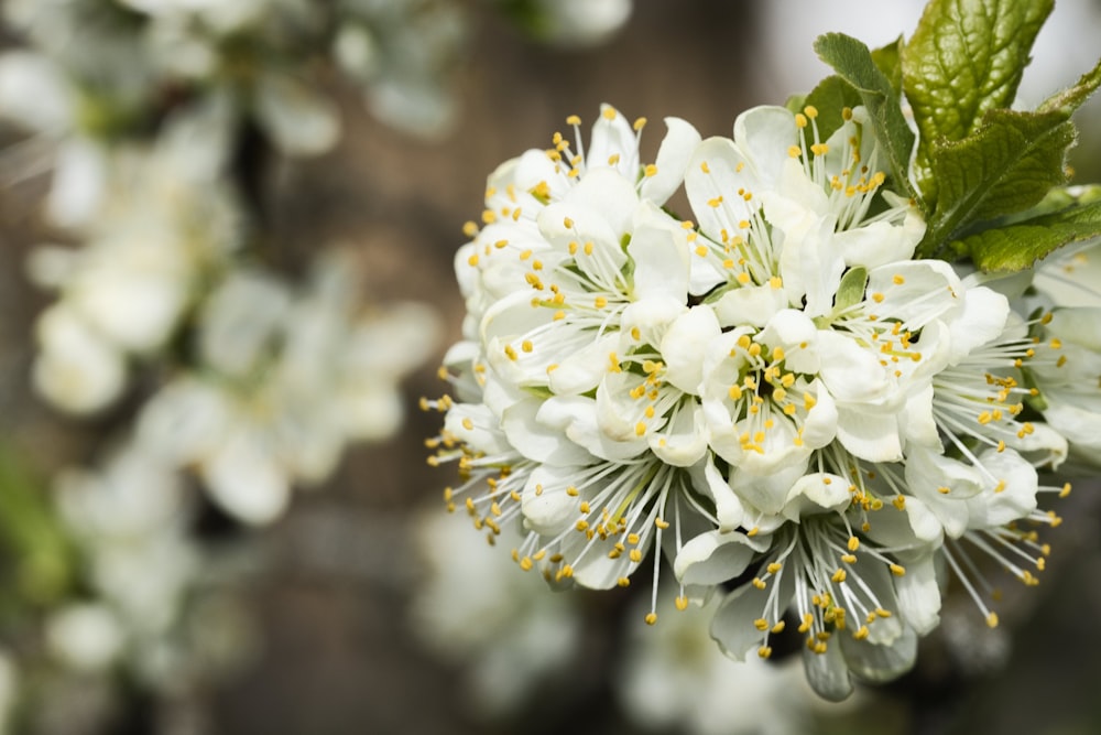 a close up of a bunch of white flowers