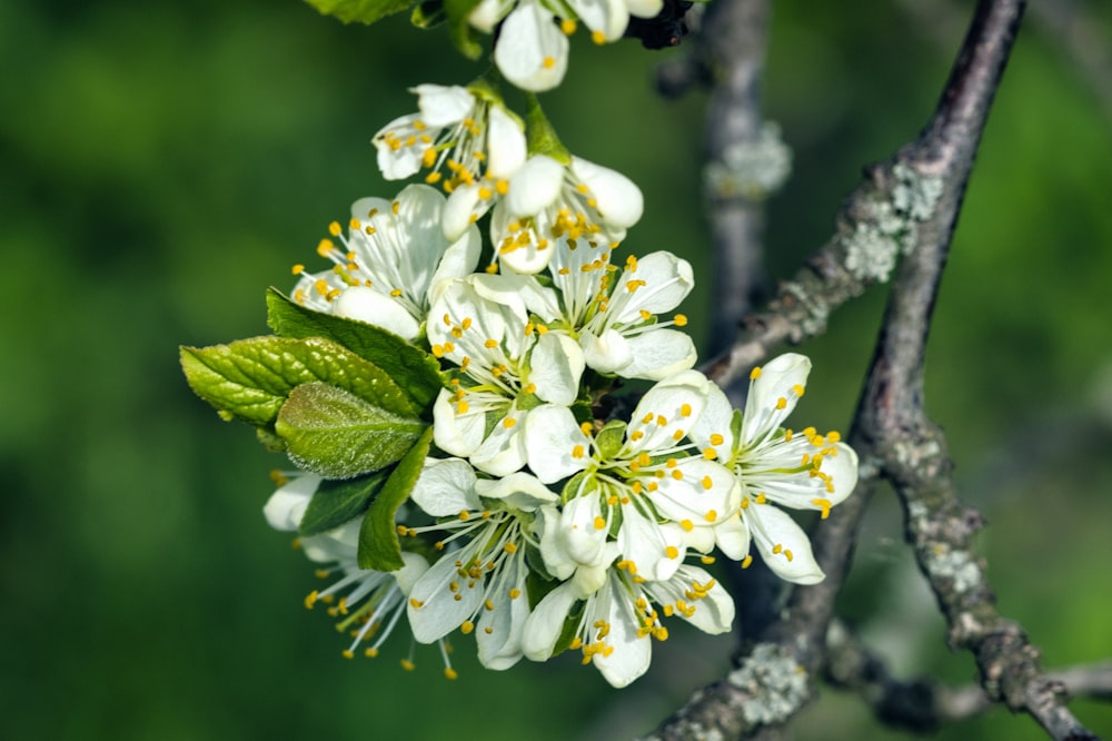 a bunch of white flowers on a tree branch