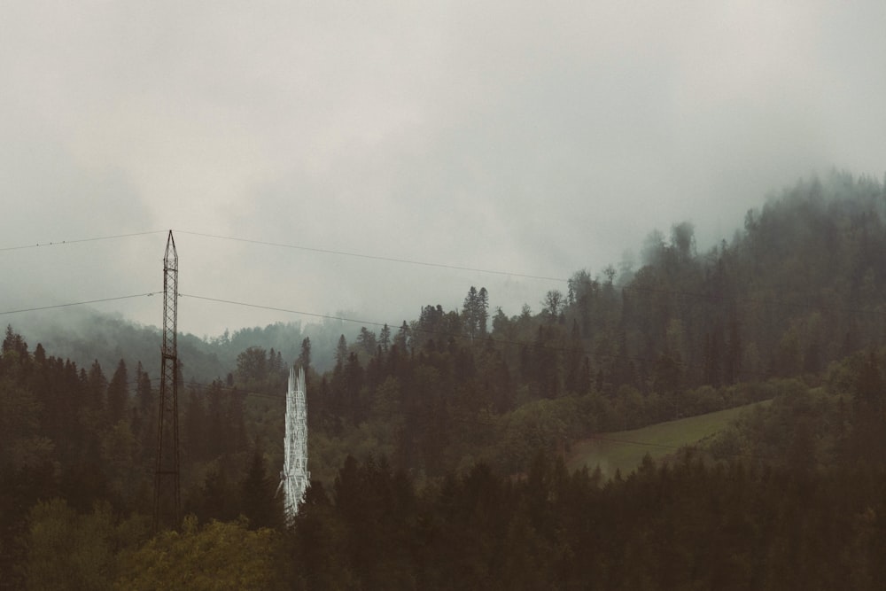 a forest filled with lots of trees under a cloudy sky