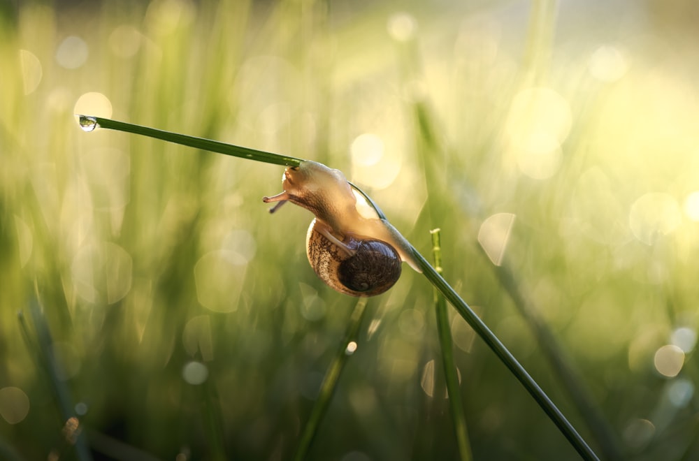 eine Schnecke, die auf einem Grashalm krabbelt