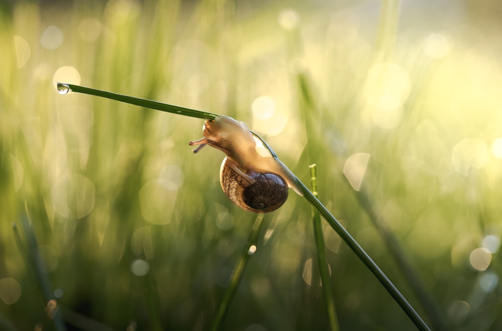 a snail crawling on a blade of grass