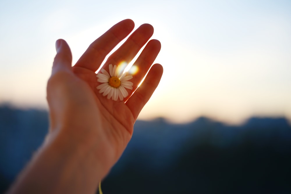 a person holding a flower in their hand