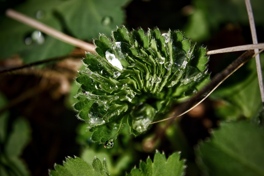 a green plant with drops of water on it