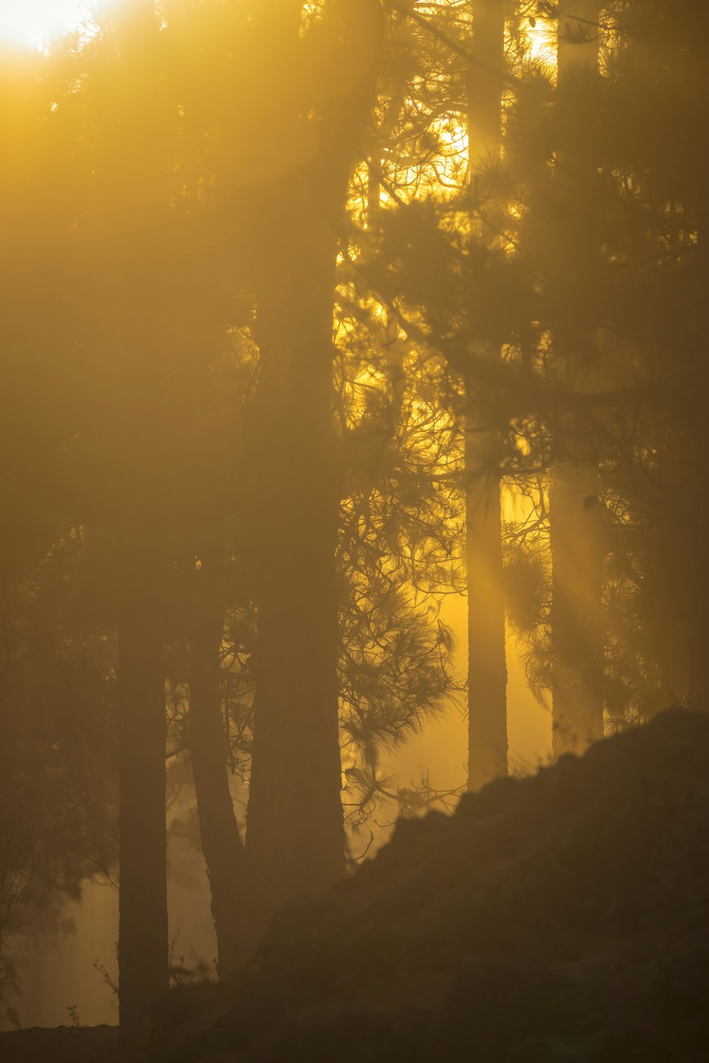 the sun shines through the trees in a foggy forest