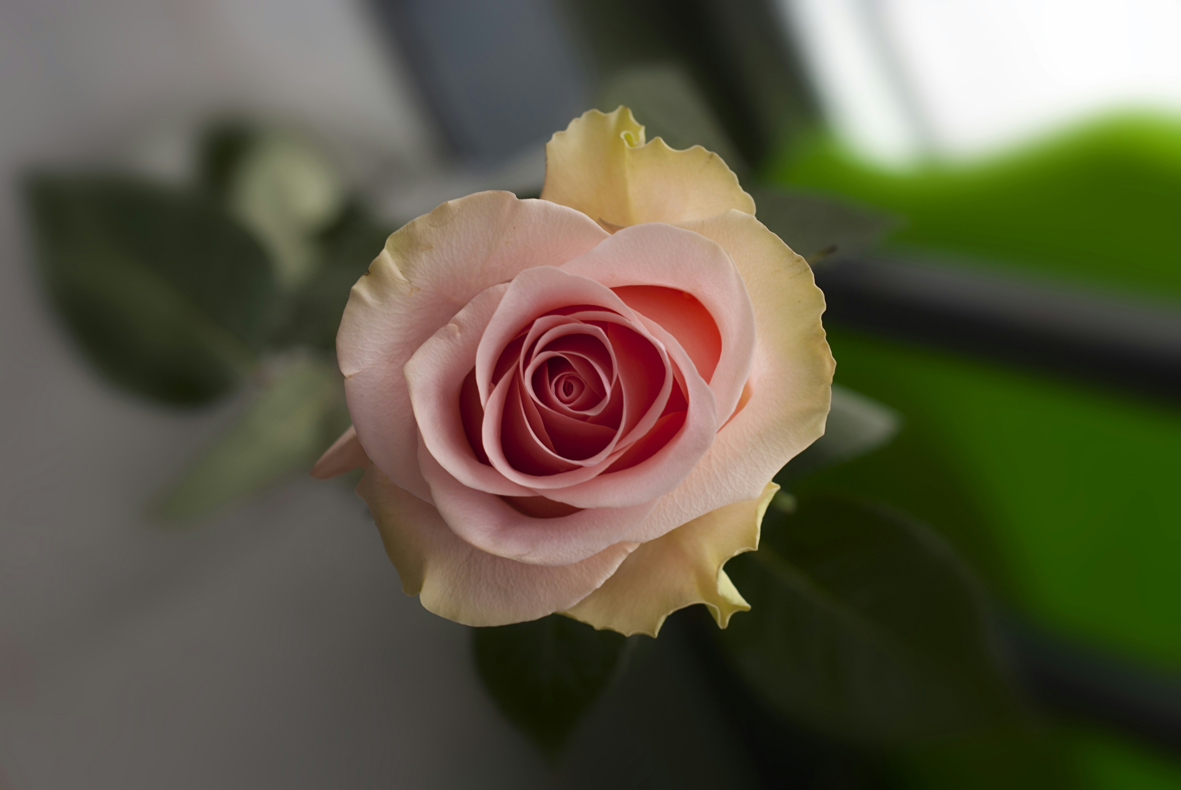 Photo by kovalskihelga