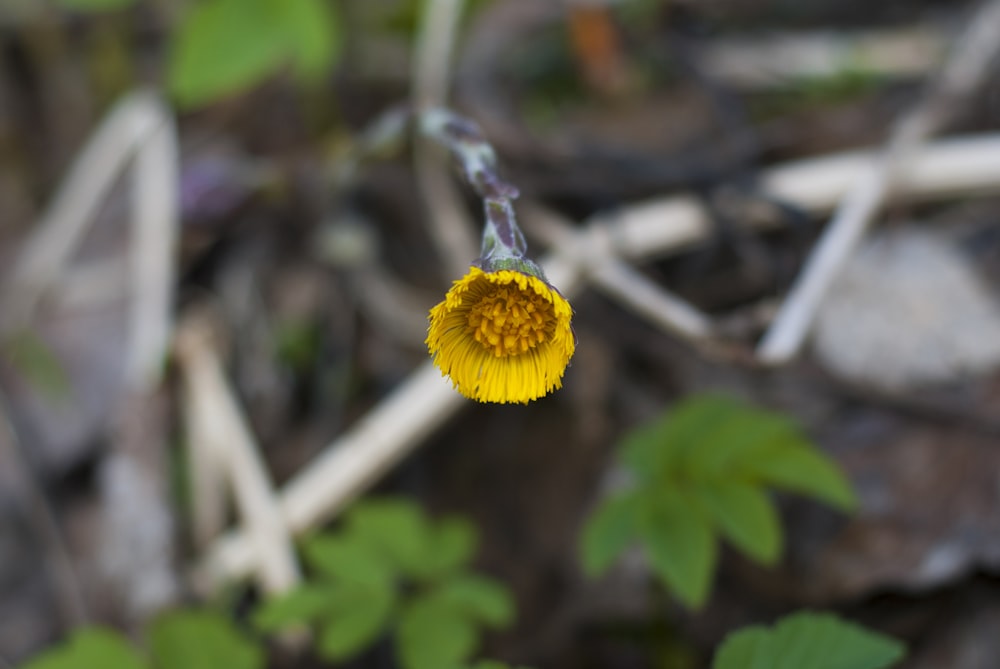 a small yellow flower with green leaves in the background
