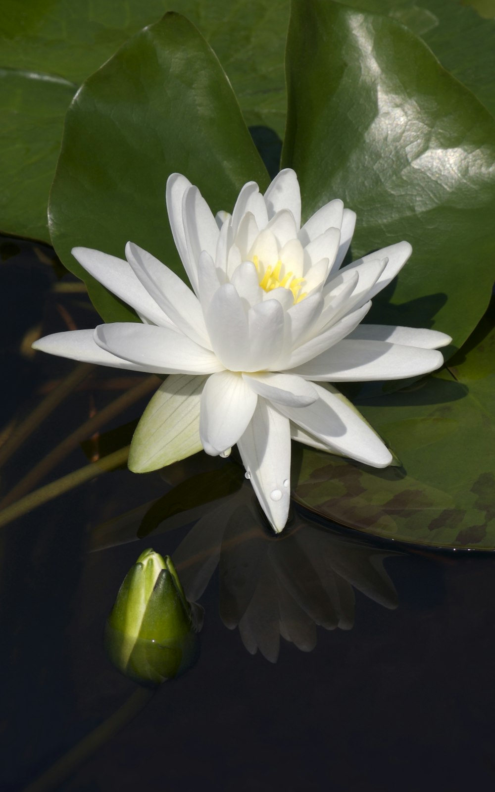 a white water lily in a pond with green leaves