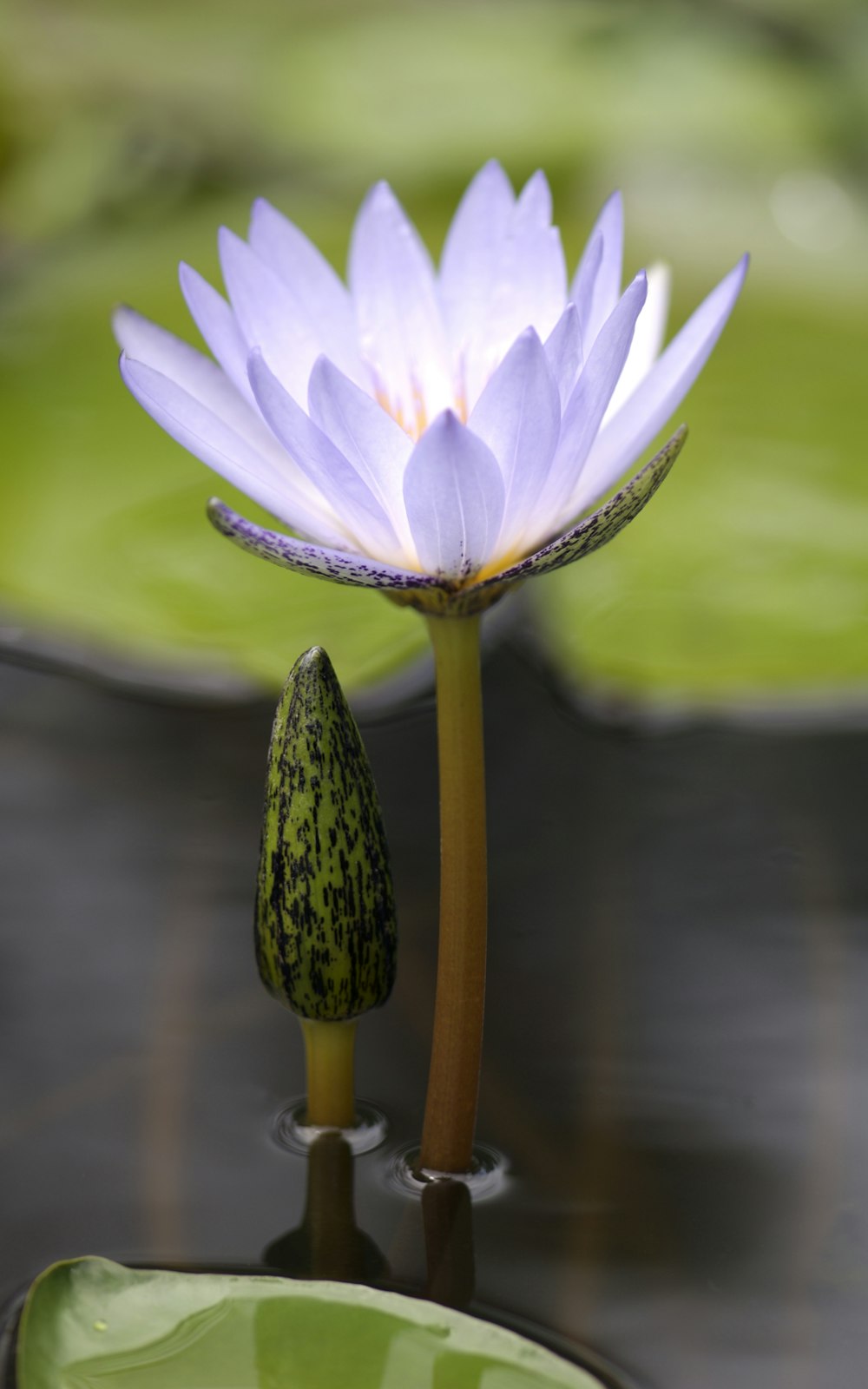 a purple water lily in a pond with lily pads