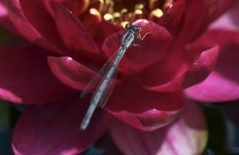 a dragonfly sitting on top of a pink flower