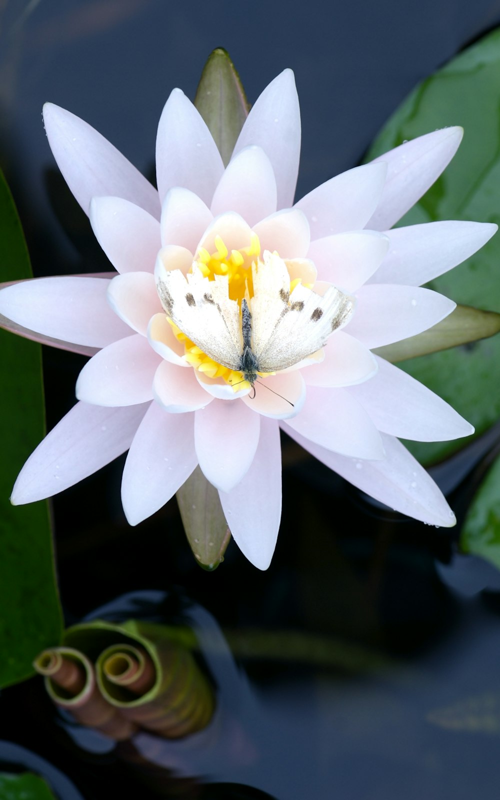 a white flower with a butterfly on top of it