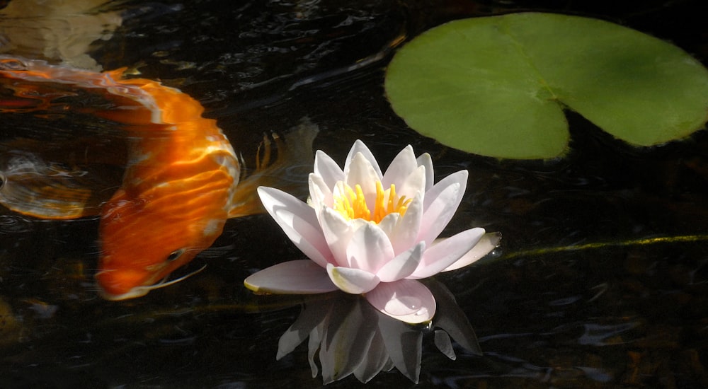 a fish and a flower in a pond