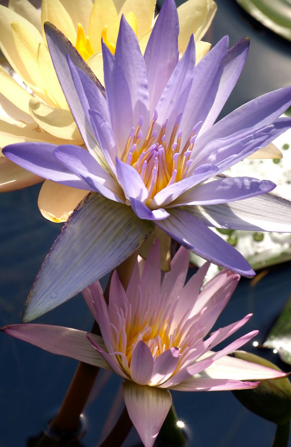 a couple of water lilies floating on top of a lake