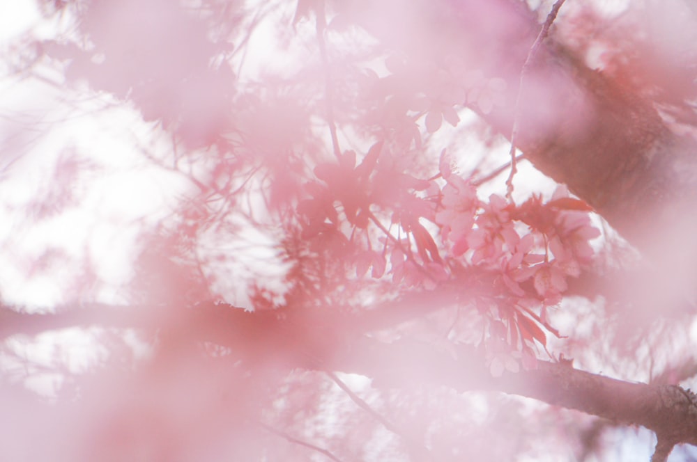 a blurry photo of a tree with pink flowers