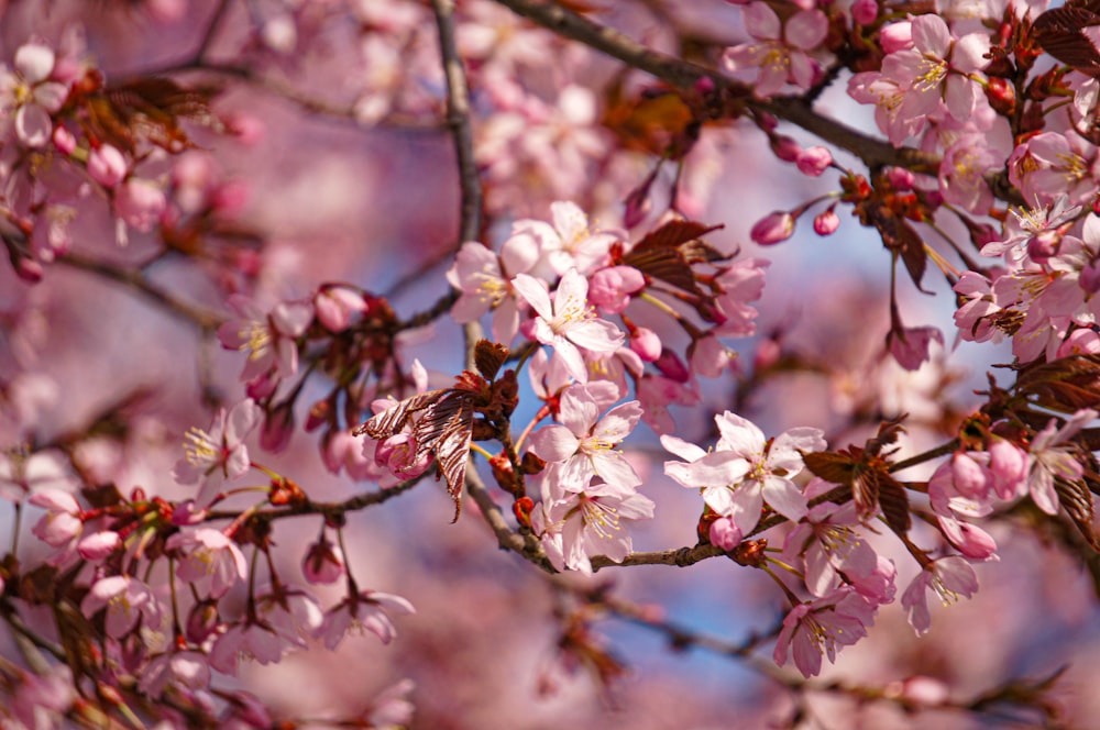 a close up of a tree with pink flowers