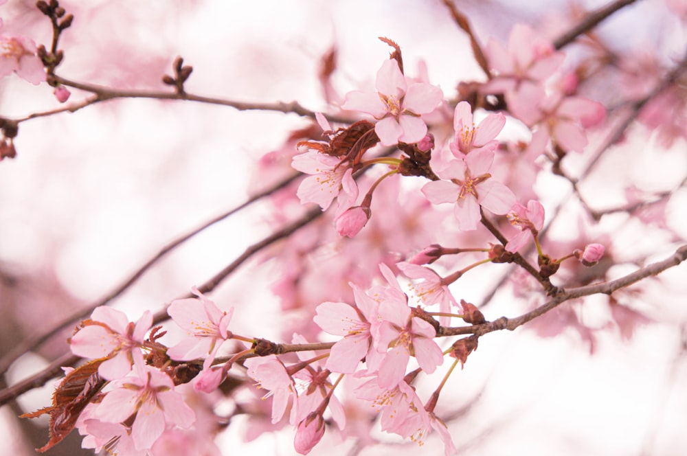 a close up of a tree with pink flowers