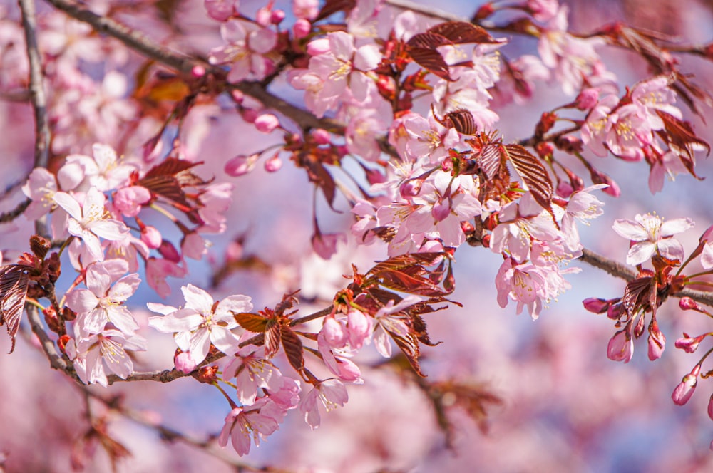 a close up of a tree with pink flowers