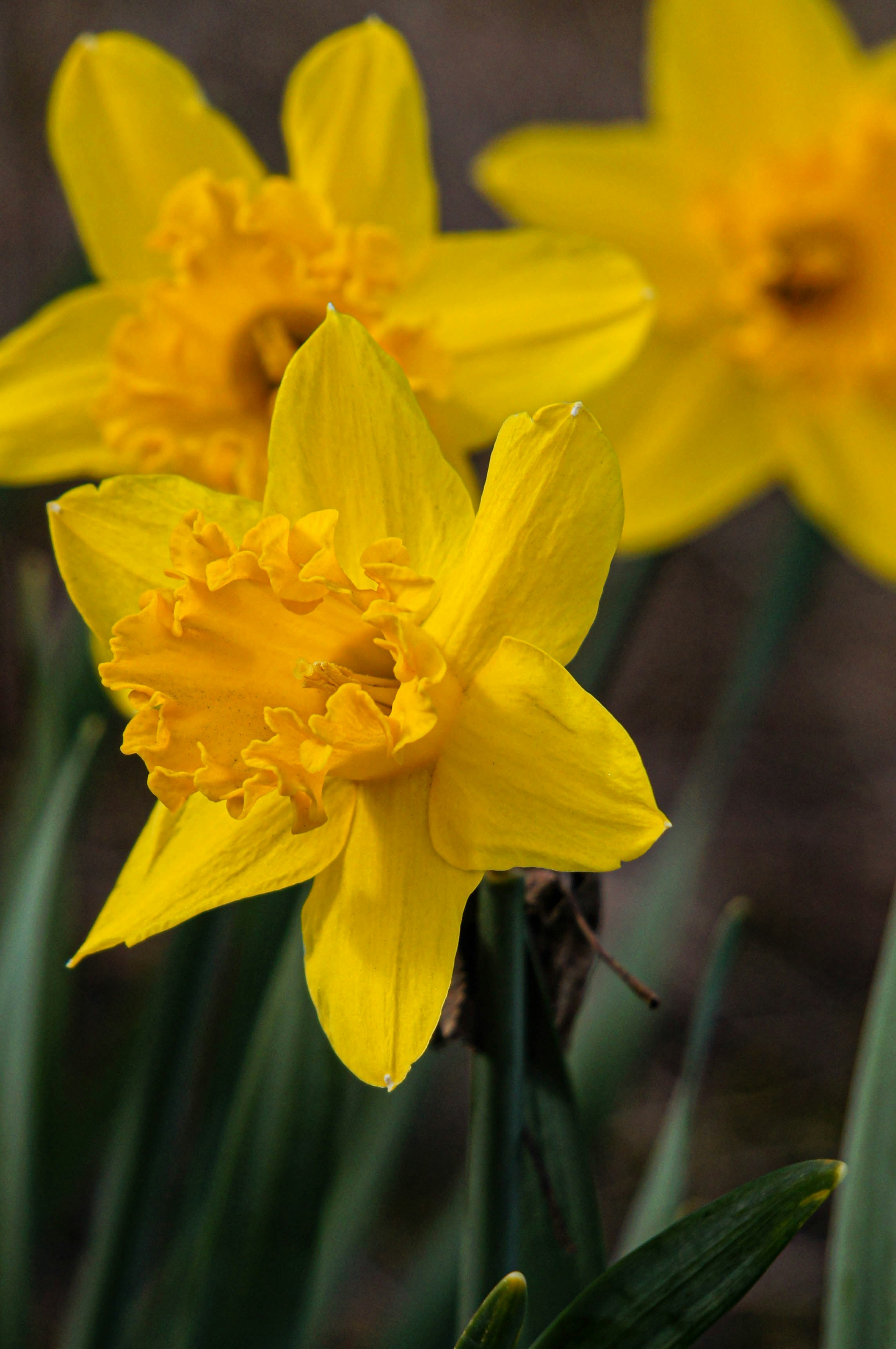 a close up of a bunch of yellow flowers