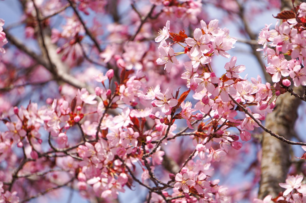 a tree with lots of pink flowers on it