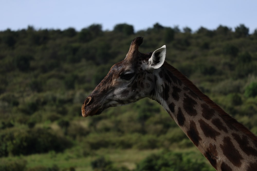 a giraffe standing in front of a lush green hillside