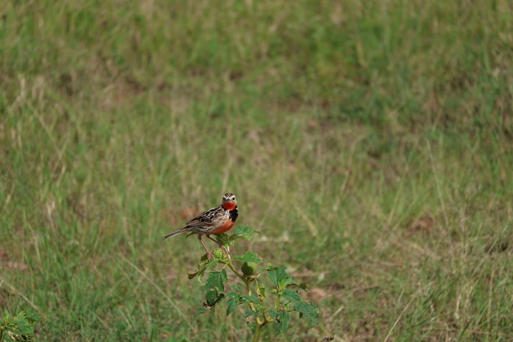 a small bird sitting on top of a plant in a field