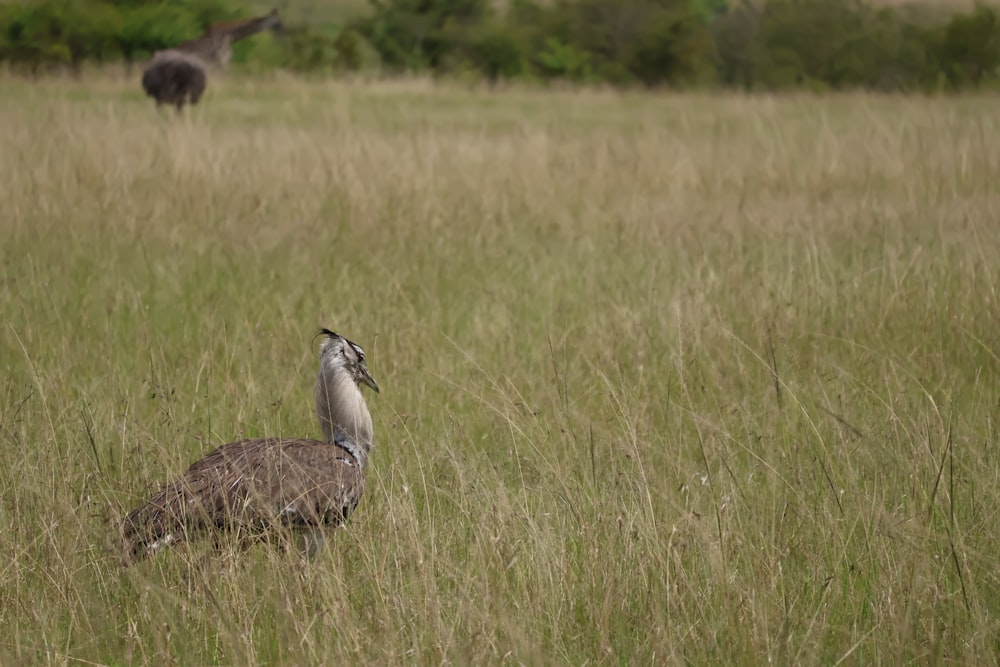 an ostrich standing in a field of tall grass