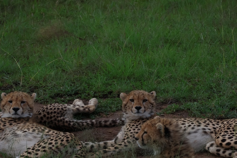 a group of cheetah laying down in the grass