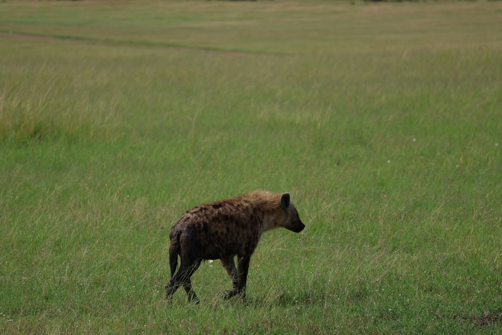 a hyena walking through a grassy field