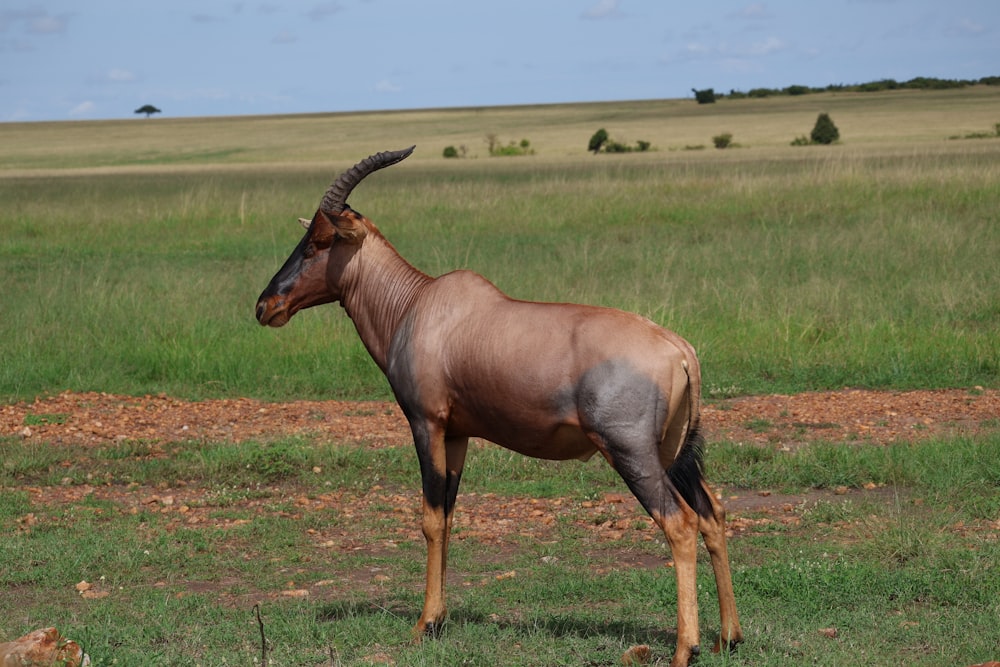 an antelope standing in the middle of a field