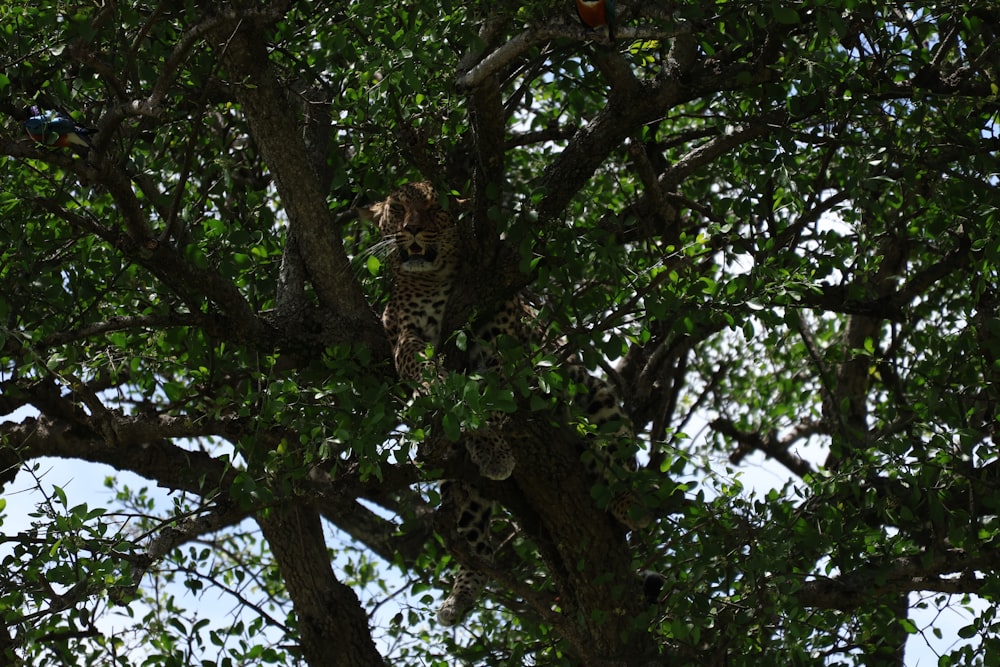 a leopard in a tree with a sky background