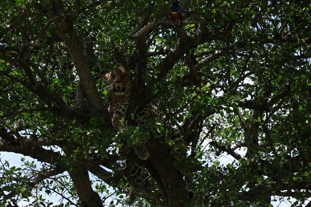 a giraffe in a tree with a bird in the background