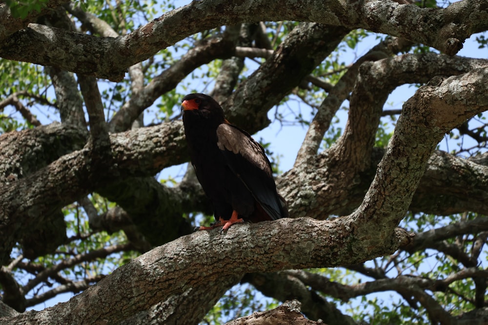 a black bird sitting on a tree branch