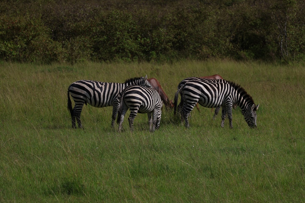 three zebras grazing in a field of tall grass