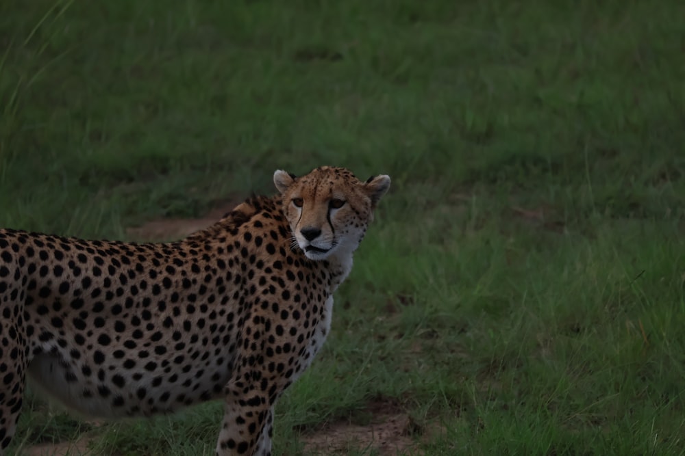 un ghepardo in piedi in un campo erboso