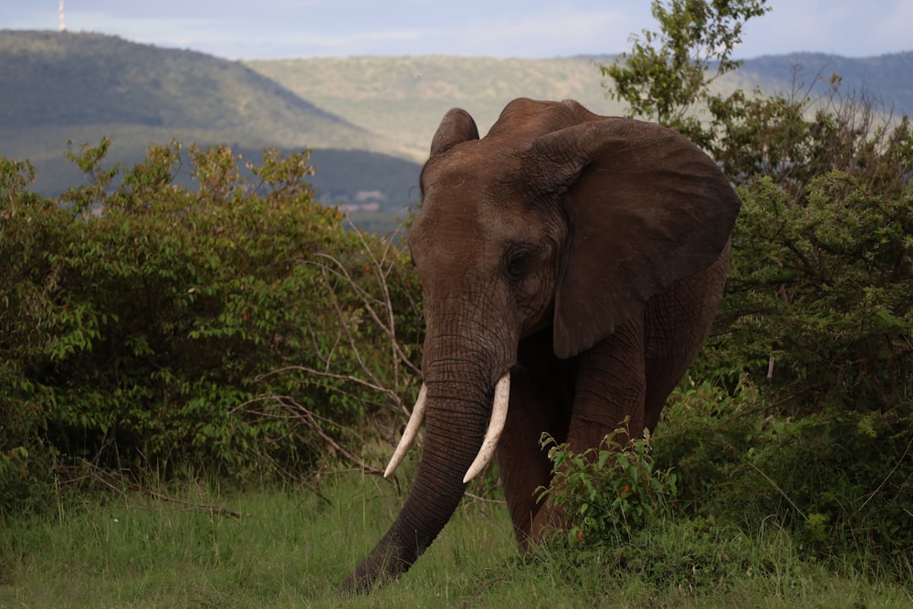an elephant walking through a lush green forest