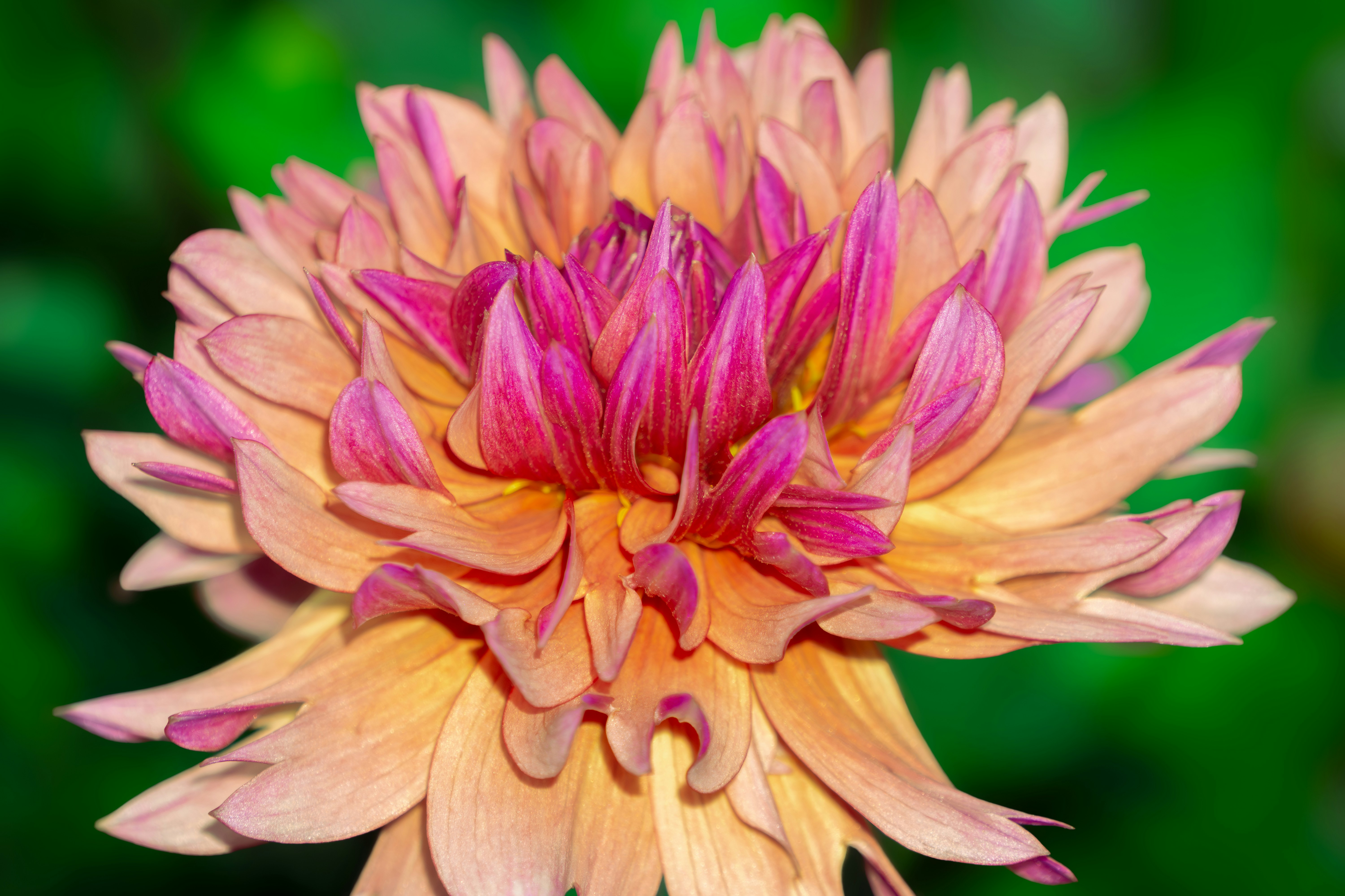 Photo by aravindreddytarugu